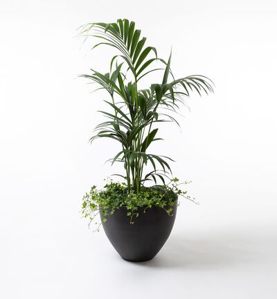 Arrangementsplanting med Kentiapalme 140 cm Arrangementsplanting med Kentiapalme 140 cm